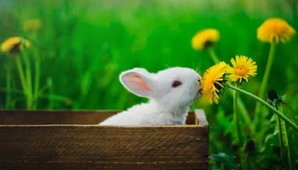 WTT中国大满贯9月5日开启售票，国乒将派出最强阵容